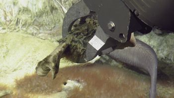 Media type: image;   Invertebrate Zoology 153118 Description: live specimen;